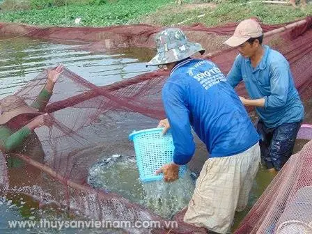 Kỹ Thuật Vận Chuyển Cá Sống: Toàn Tập Từ A-z Cho Người Mới Bắt Đầu