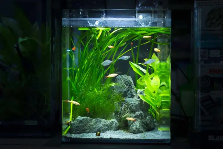Một Số Mẫu Bể Cá Mini Tự Làm Đẹp, Ấn Tượng