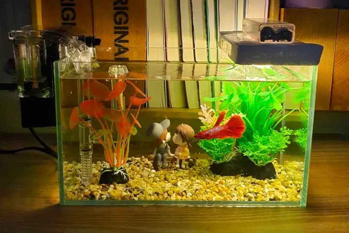 Một Số Mẫu Bể Cá Mini Tự Làm Đẹp, Ấn Tượng