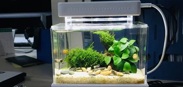 Hệ Thống Lọc Nước Cho Bể Thủy Sinh
