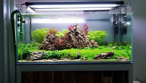 Lựa Chọn Hoặc Tự Mua Về Setup Bể Kính
