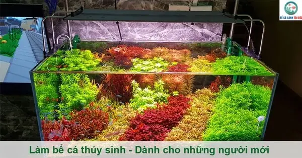 Làm Bể Cá Thủy Sinh - Dành Cho Những Người Mới