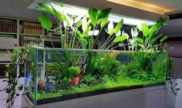 Cây Thủy Sinh, Rêu, Dương Sỉ, Ráy,...