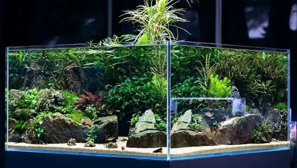 11. Chăm Sóc Bể Cá Thủy Sinh