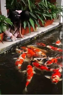 Tra Cứu Thông Tin Mật Độ Nuôi Cá Hợp Lý