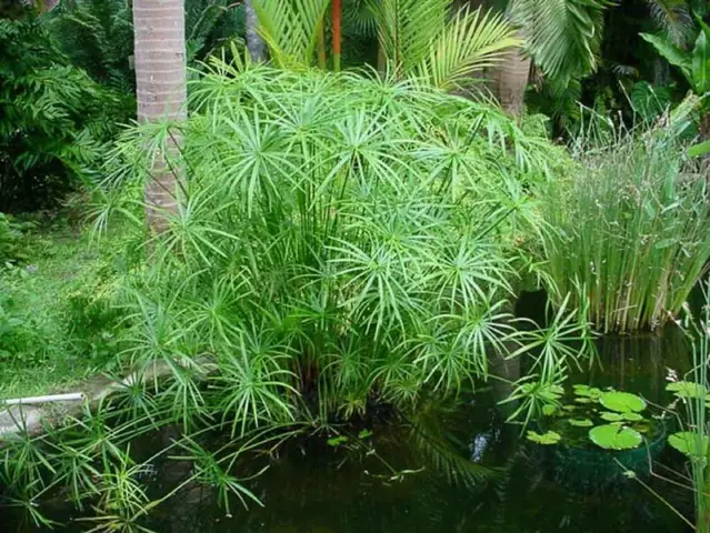 Không Đủ Cây Trong Hồ