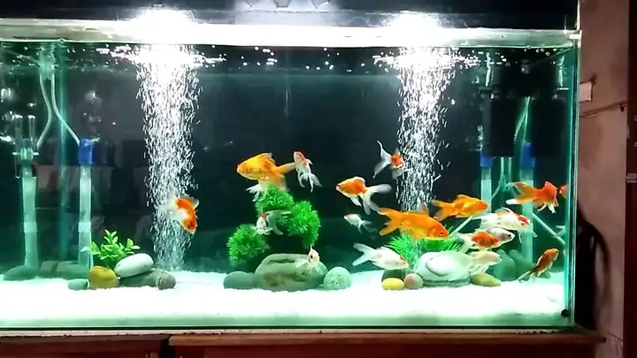 Tại Sao Cá Ranchu Cần Hồ Riêng Biệt?