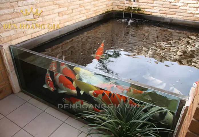 Xu Hướng Chơi Hồ Cá Bằng Kính