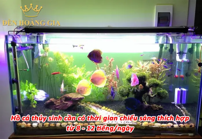 Cách Thiết Lập Thời Gian Chiếu Sáng Cho Hồ Cá Hiệu Quả