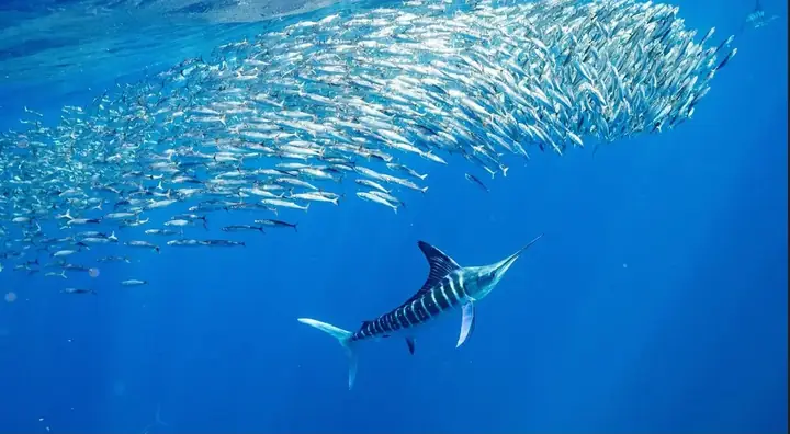 Cá Kiếm, Chẳng Hạn Như Loài Cá Marlin Sọc Này, Thường Được Coi Là Những Loài Bơi Nhanh Nhất Thế Giới - Ảnh: Earth Theater/shutterstock.com