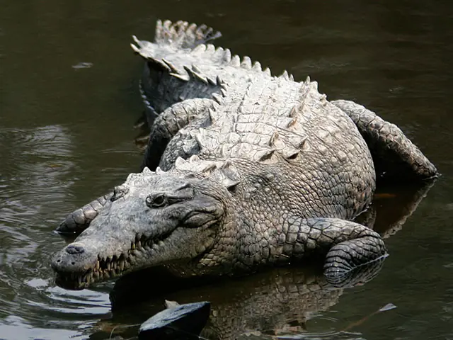 Số 1: Lolong (6,17 Mét / 20 Feet 3 In) - Con Cá Sấu Lớn Nhất Từng Được Đo