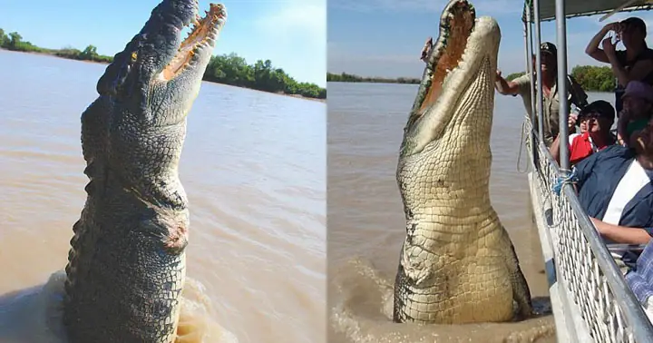 Số 5: Brutus (5,60 Mét / 18 Feet 4 In)