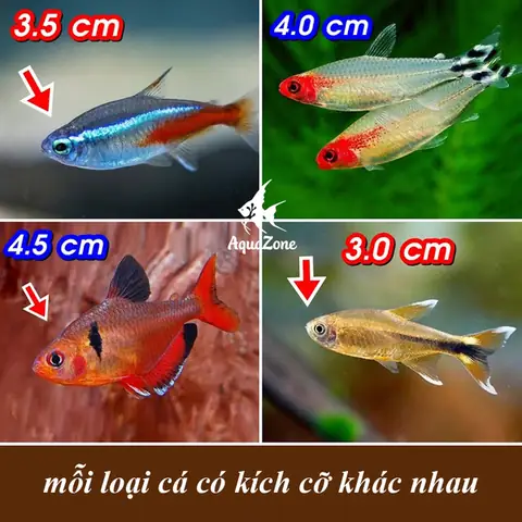 Chọn Mua Máy Lọc Dựa Trên Kích Cỡ Của Cá