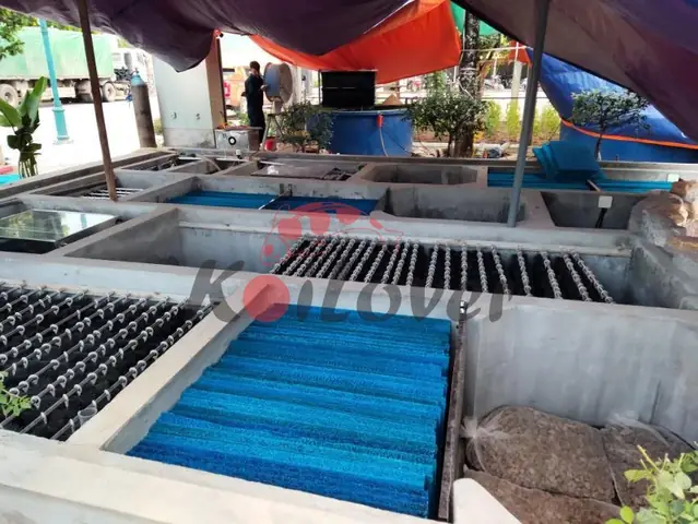 Vai Trò Của Bộ Phận Lọc Thô Trong Hồ Cá Koi