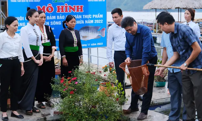 Nuôi Cá Rô Phi Công Nghệ Biofloc, Năng Suất Tăng 50%