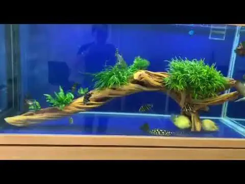 Hỗ Trợ Sự Phát Triển Của Cây Thủy Sinh
