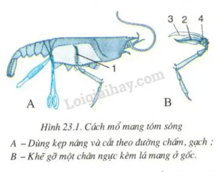 Mang Cá Và Mang Tôm: Cơ Quan Tương Tự Trong Thế Giới Động Vật