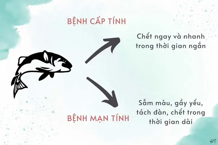 Khái Niệm Cơ Quan Tương Tự Trong Sinh Học Tiến Hóa