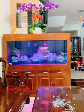Cá Rồng Là Một Loài Cá Cực Kỳ Ý Nghĩa Trong Phong Thủy