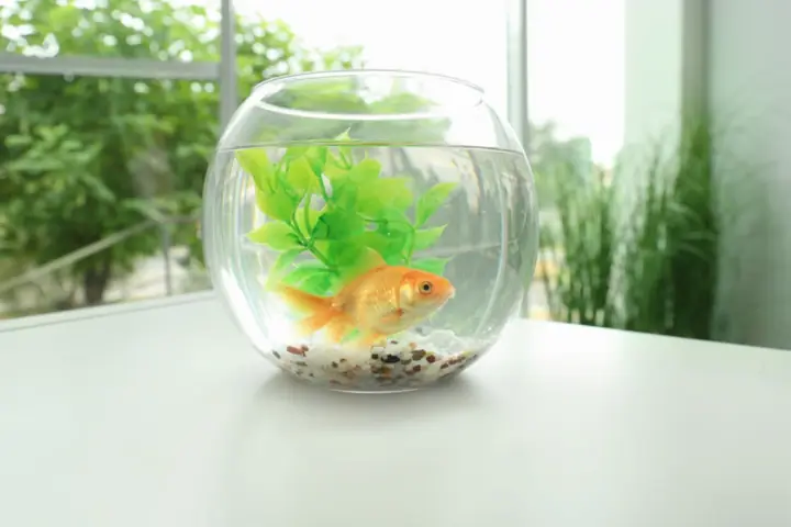 Bể Cá Mini Hình Tròn