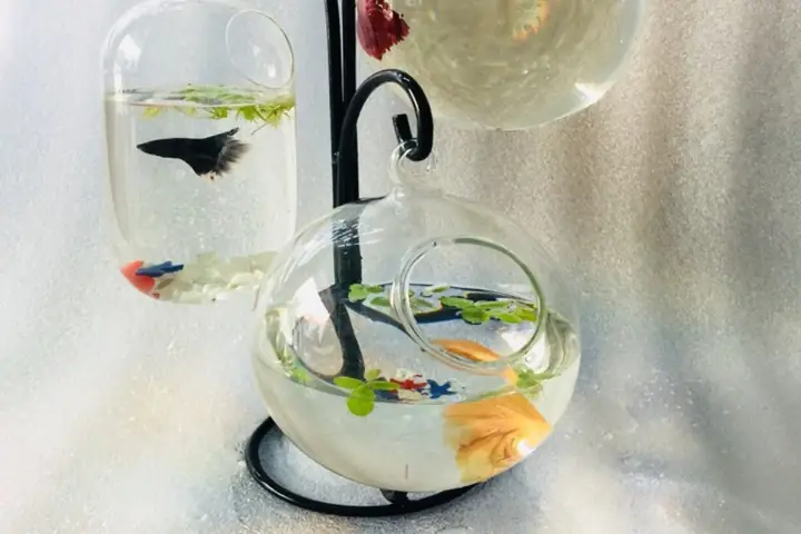 Bể Cá Cảnh Mini Treo Để Bàn
