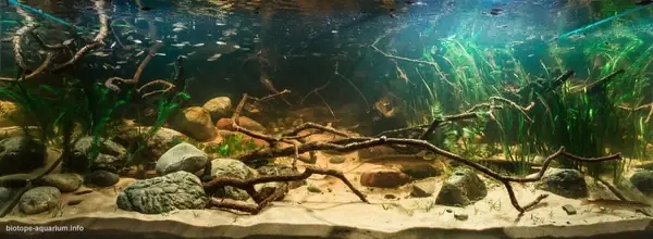 Hồ Cá Thủy Sinh Biotope