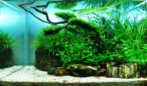 Mẫu Hồ Cá Thủy Sinh Nature