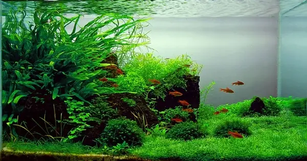 Mẫu Hồ Cá Thủy Sinh Nature