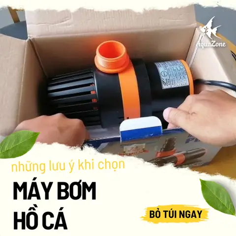 Những Lưu Ý Khi Chọn Máy Bơm Nước Hồ Cá Lớn