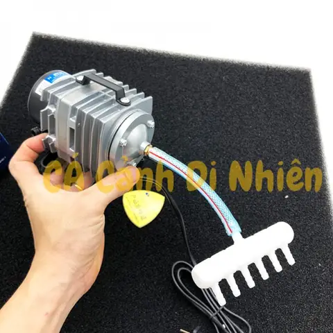 Máy Oxy Hồ Cá: Hướng Dẫn Toàn Tập Từ A-z