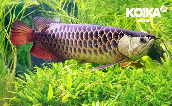 Cách Tạo Vi Sinh Cho Hồ Cá Rồng Hiệu Quả Với Men Vi Sinh Tự Nhiên Koika Bac+