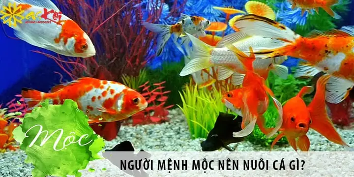 Mệnh Mộc Nuôi Cá Gì? Top 8 Loài Cá Phong Thủy Hợp Tuổi Nhất