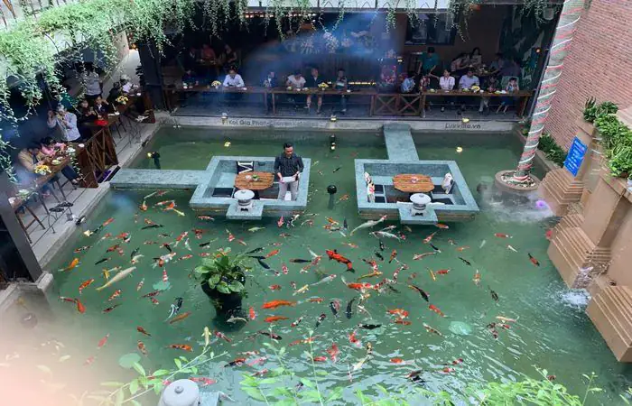Cấu Trúc Và Không Gian Quán Cafe Cá Koi