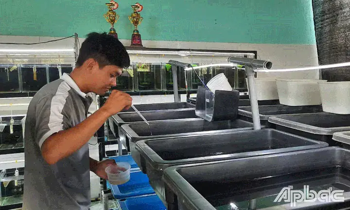 Mô Hình Nuôi Cá Bảy Màu