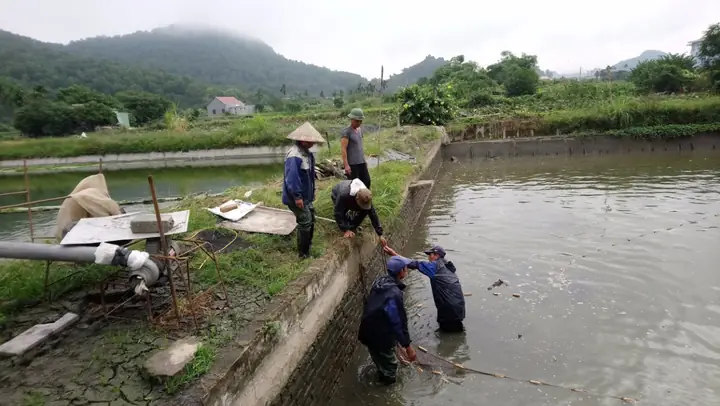 Làm Giàu Từ Mô Hình Nuôi Cá Nước Ngọt