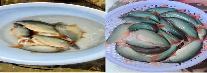 Mô Hình Nuôi Cá Heo Đuôi Đỏ