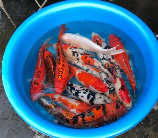 Mô Hình Nuôi Cá Koi