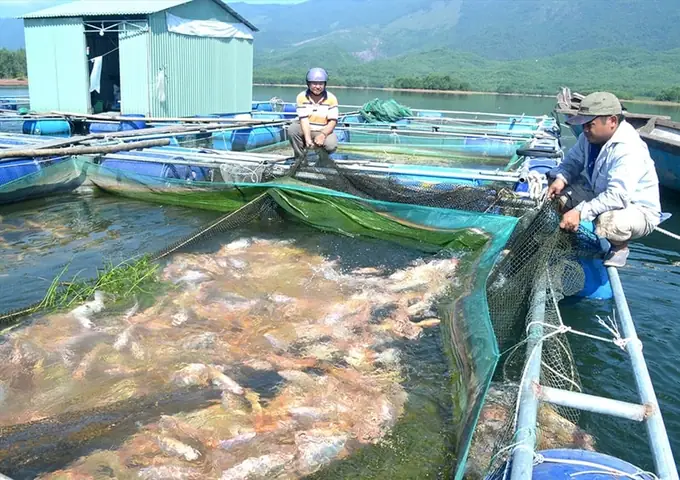 Mô Hình Nuôi Cá Nước Lợ: Kỹ Thuật, Lợi Ích Và Cơ Hội Sinh Lời