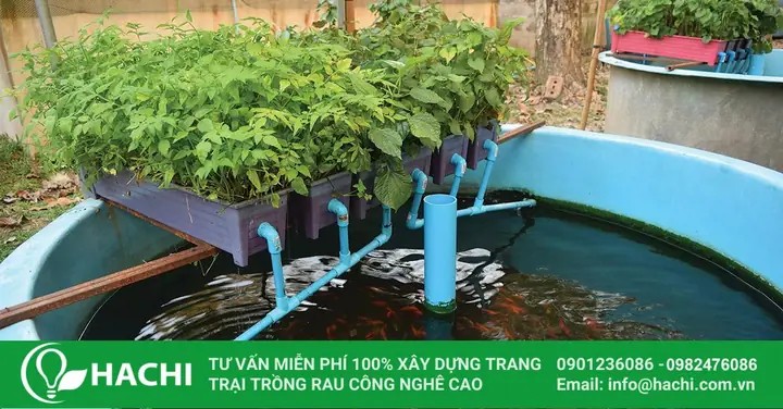 Có Thể Nuôi Cá Gì Trong Mô Hình Aquaponics