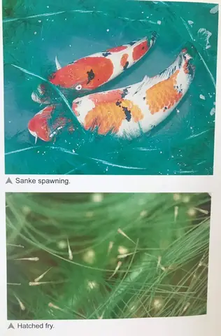 Trứng Của Chúng Trông Như Thế Nào?