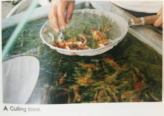 Tốc Độ Tăng Trưởng Trung Bình Của Koi Là Bao Nhiêu? Tốc Độ Tăng Trưởng Trung Bình Của Koi Là Bao Nhiêu?