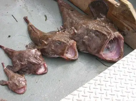 Monkfish Là Cá Gì? Loài Cá "quỷ" Với Ngoại Hình Kỳ Dị Và Giá Trị Dinh Dưỡng Cao