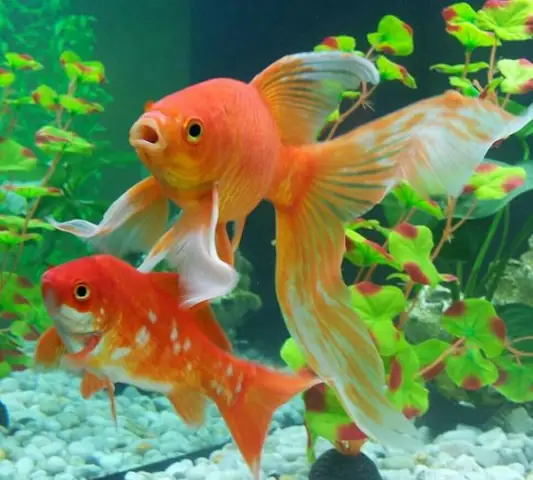 Bể Cá Cảnh