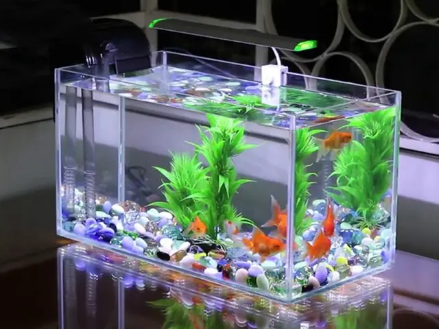 Bể Cá Cảnh