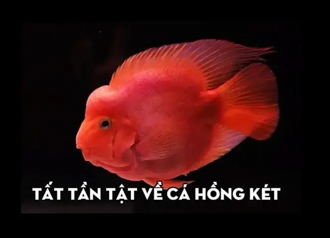 Mua Cá Ali Ở Hà Nội: Cẩm Nang Toàn Diện Từ A-z