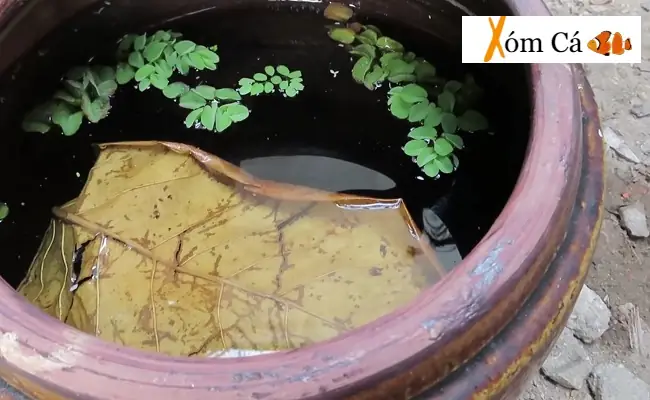 Không Gian Dưỡng Cá Betta Mái