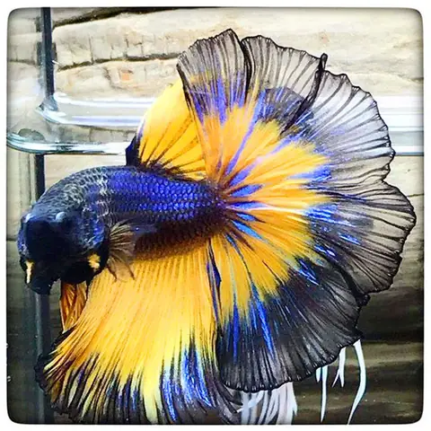 Giới Thiệu Về Cá Betta