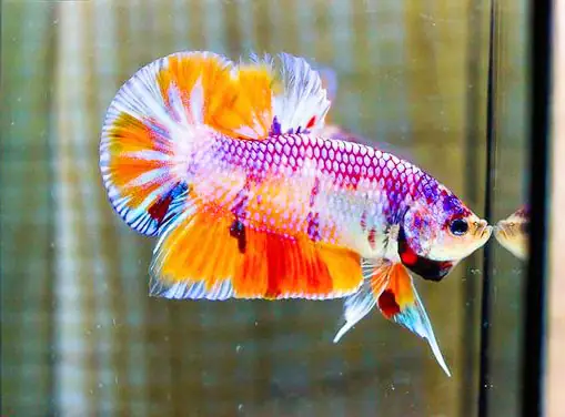 Nơi Uy Tín Để Mua Cá Betta