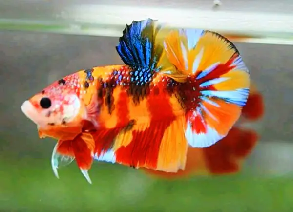 Lý Do Để Mua Cá Betta