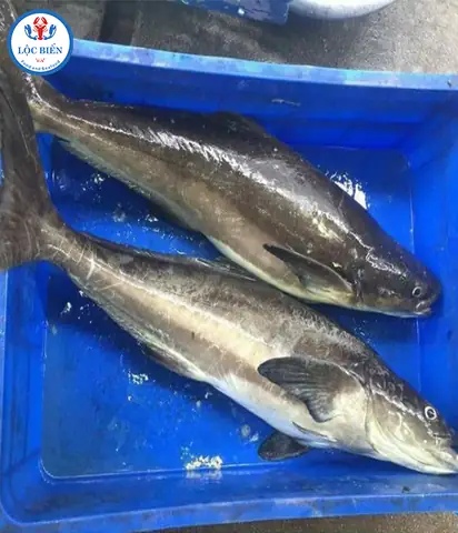 Mua Cá Biển Ở Hà Nội